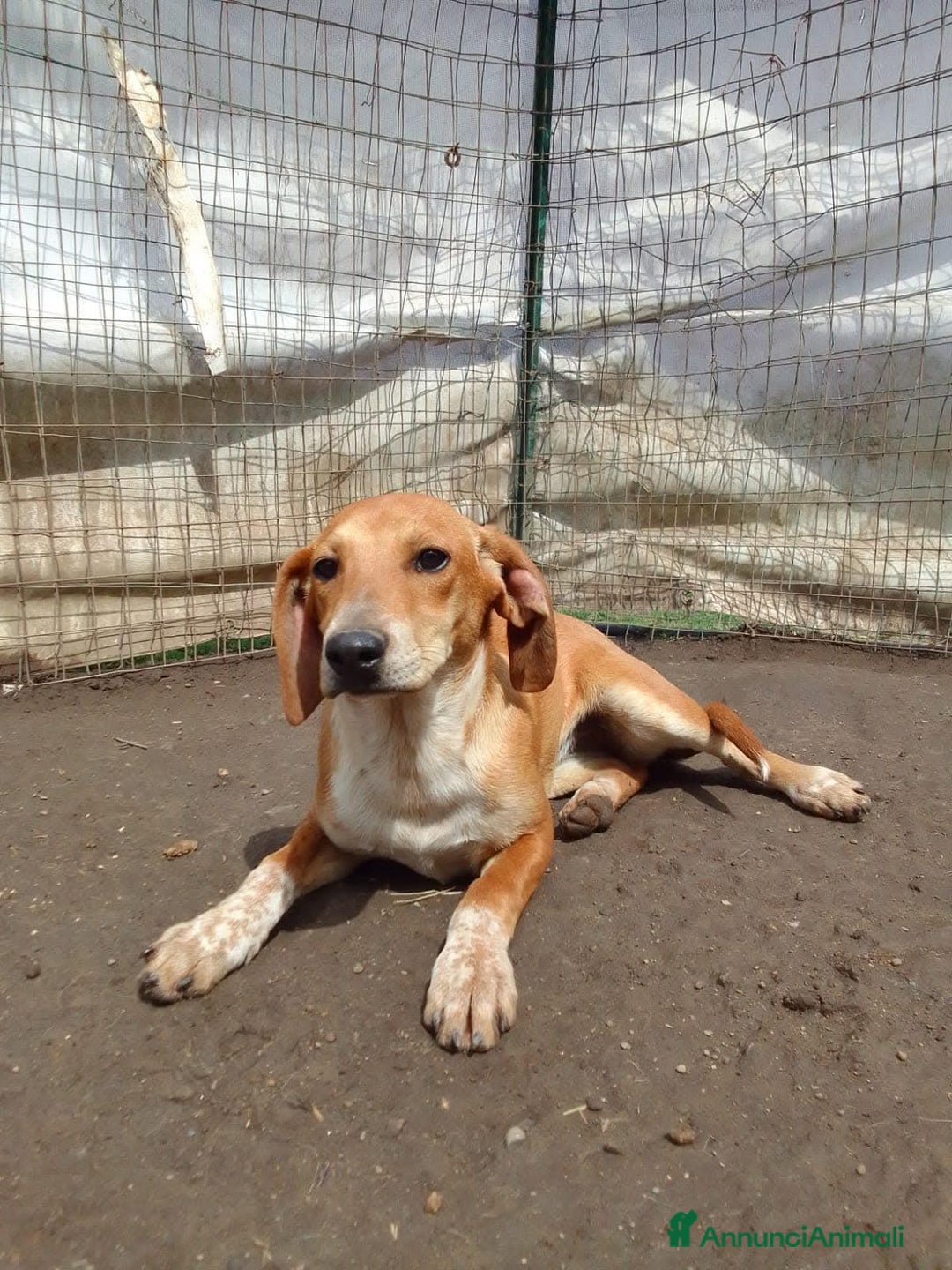 Segugio dell'Appennino cani in regalo: MUSA mix segugetta taglia medio piccola - Annuncio 10