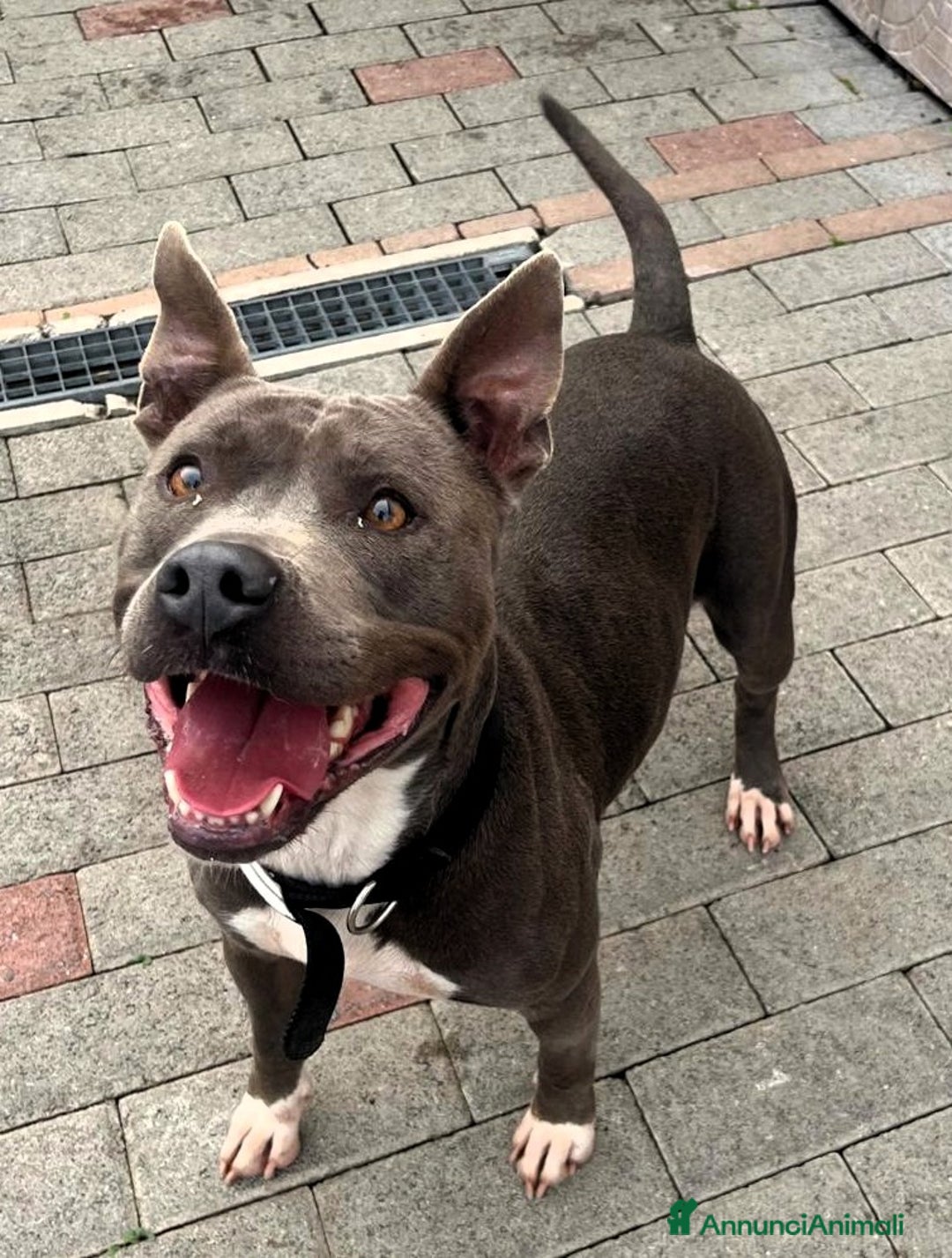 Affenpinscher cani in regalo: DAISY CERCA CASA - Annuncio 2