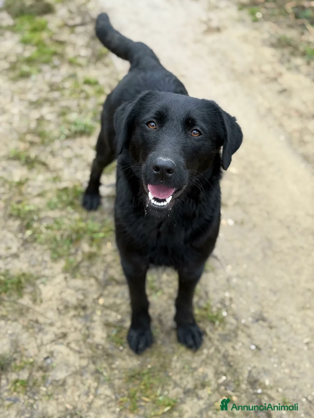 Meticcio cani in regalo: ESME, cucciolona nera dalla dolcezza sconfinata. - Annuncio 7