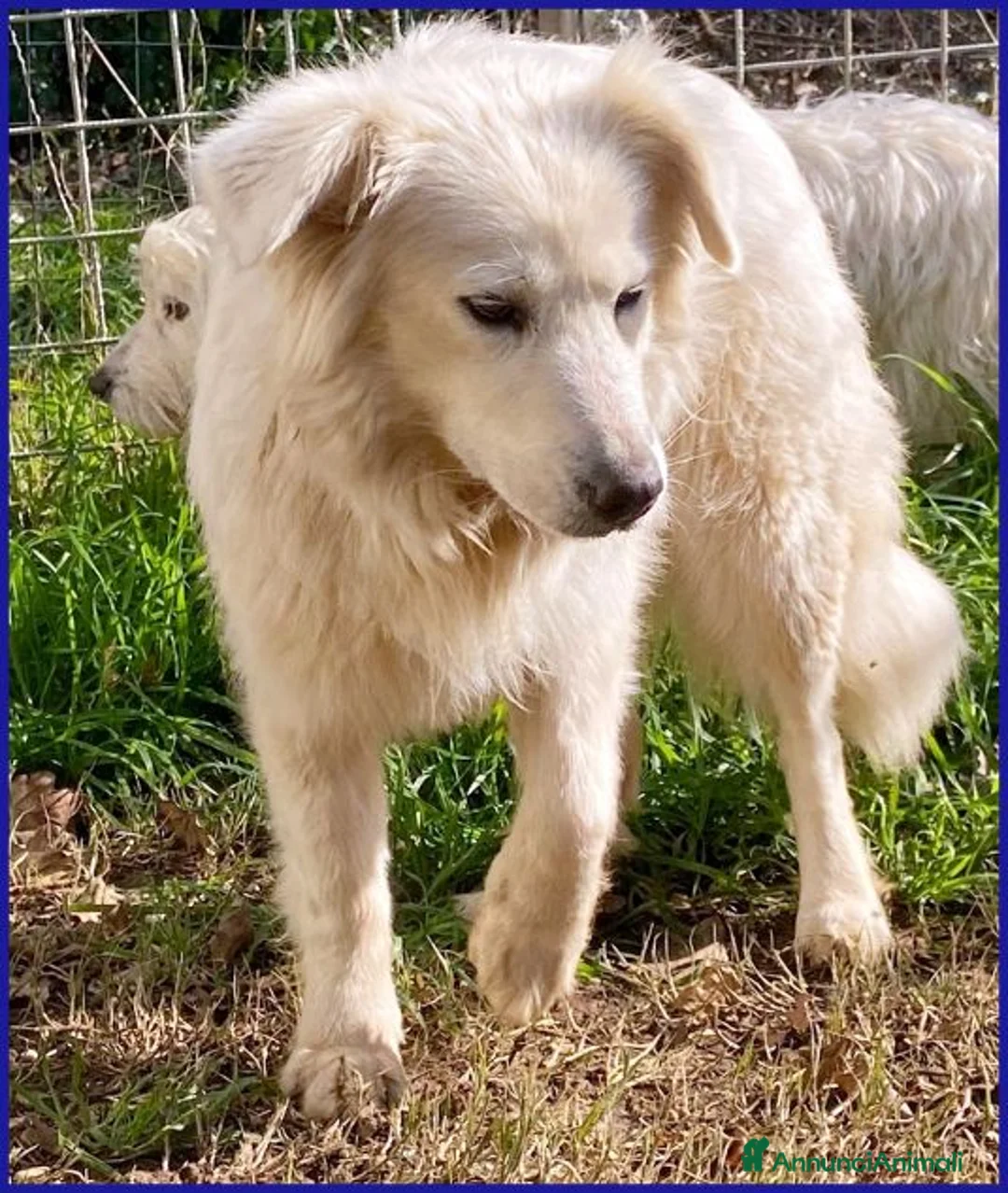 Meticcio cani in regalo: UFFA bellissima e giovane tg media - Annuncio 2