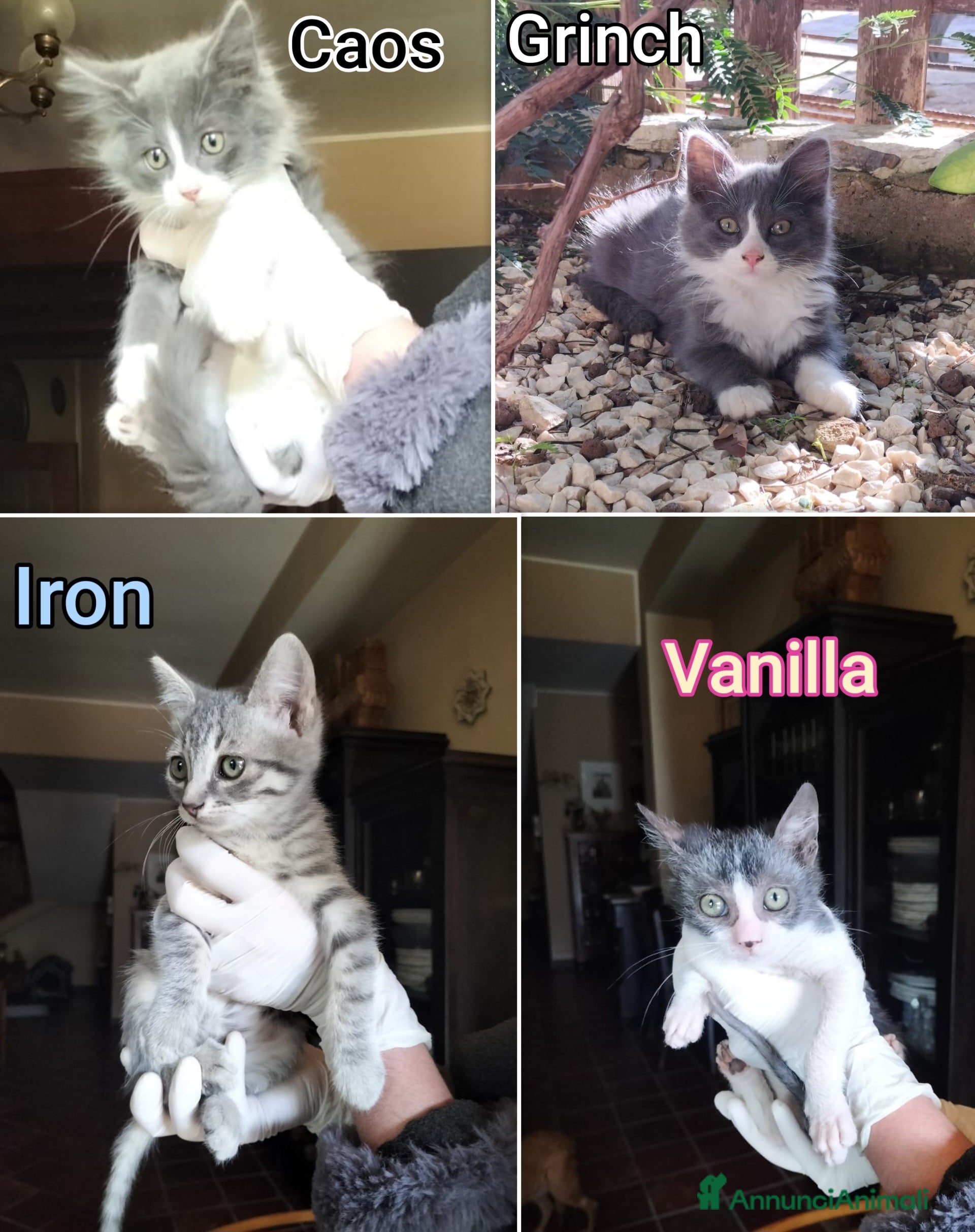 Altre razze gatti GATTINI ESCLUSI DA TUTTI! - Annuncio 2