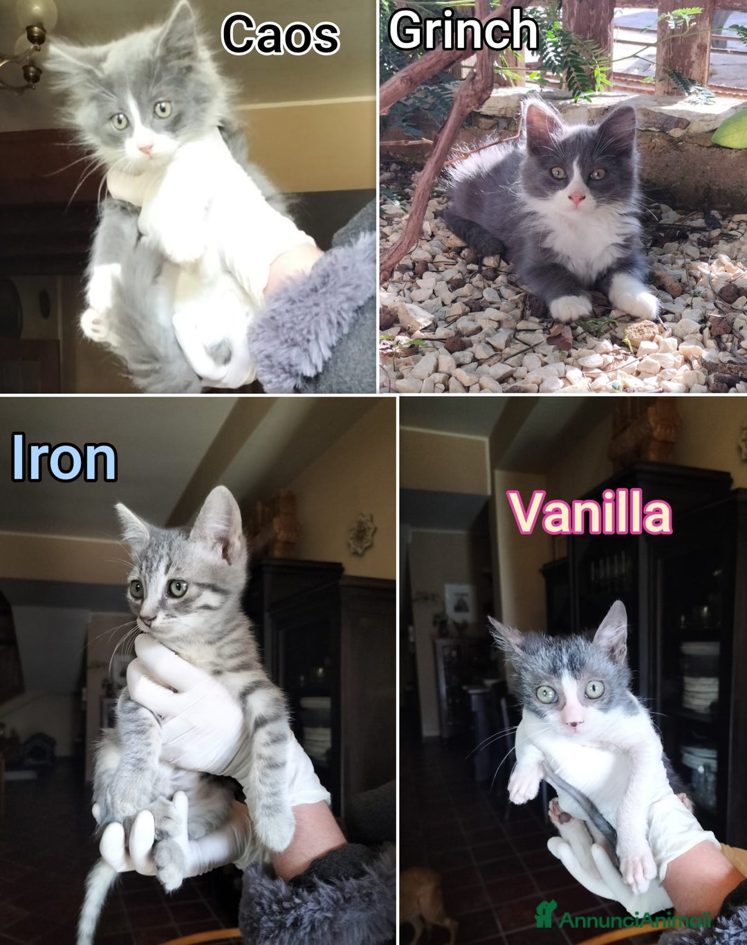 Altre razze gatti in regalo: GATTINI ESCLUSI DA TUTTI! - Annuncio 1