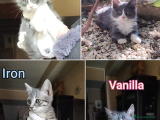 Altre razze gatti GATTINI ESCLUSI DA TUTTI! - Annuncio 1