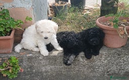 Barboncino cani in vendita: Barboncino Nano a Provincia di Avellino - Immagine 1