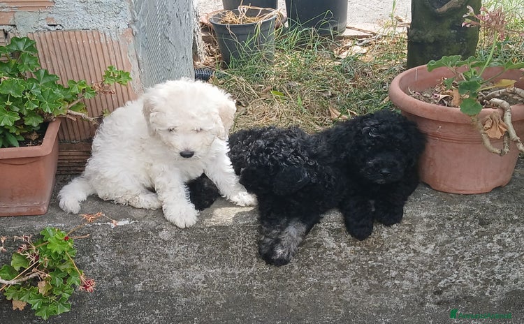 Barboncino cani a Provincia di Avellino - Annuncio 6