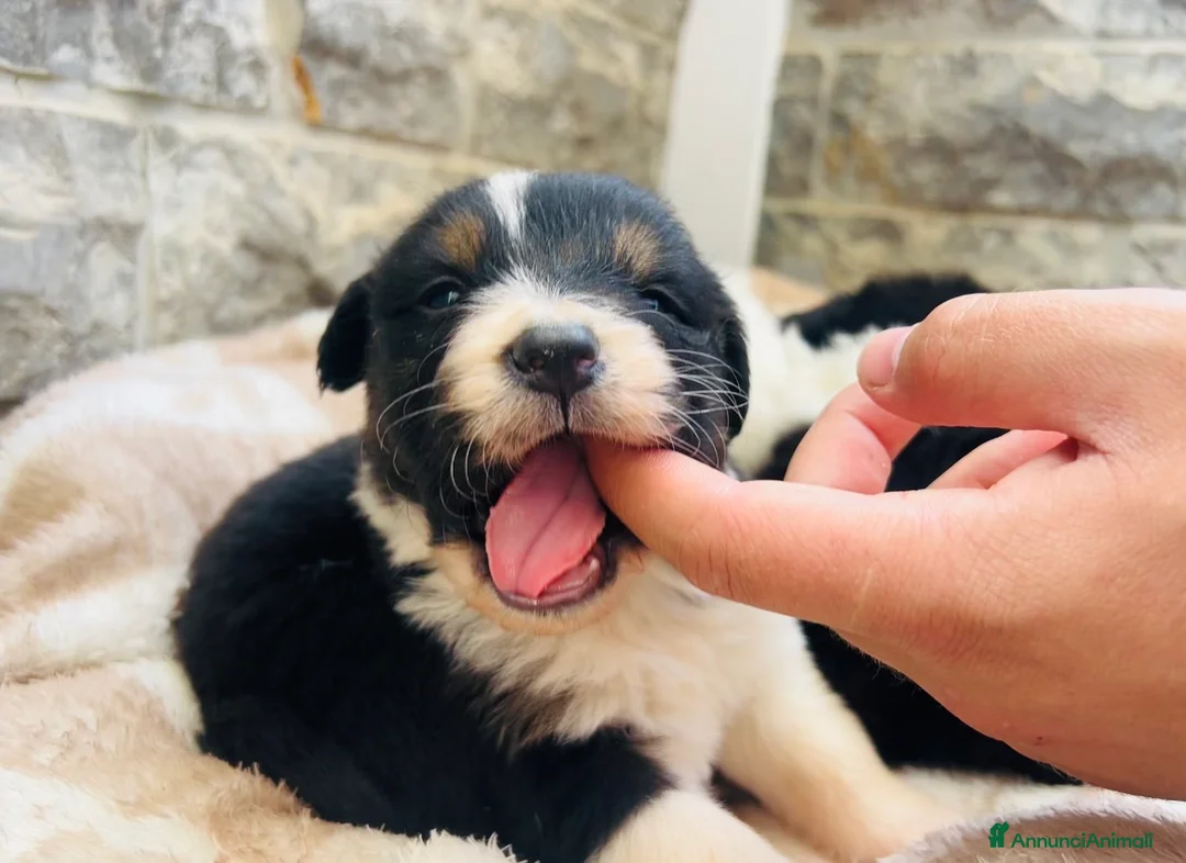 Australian Shepherd cani in vendita: Cuccioli pastore australiano  - Annuncio 12
