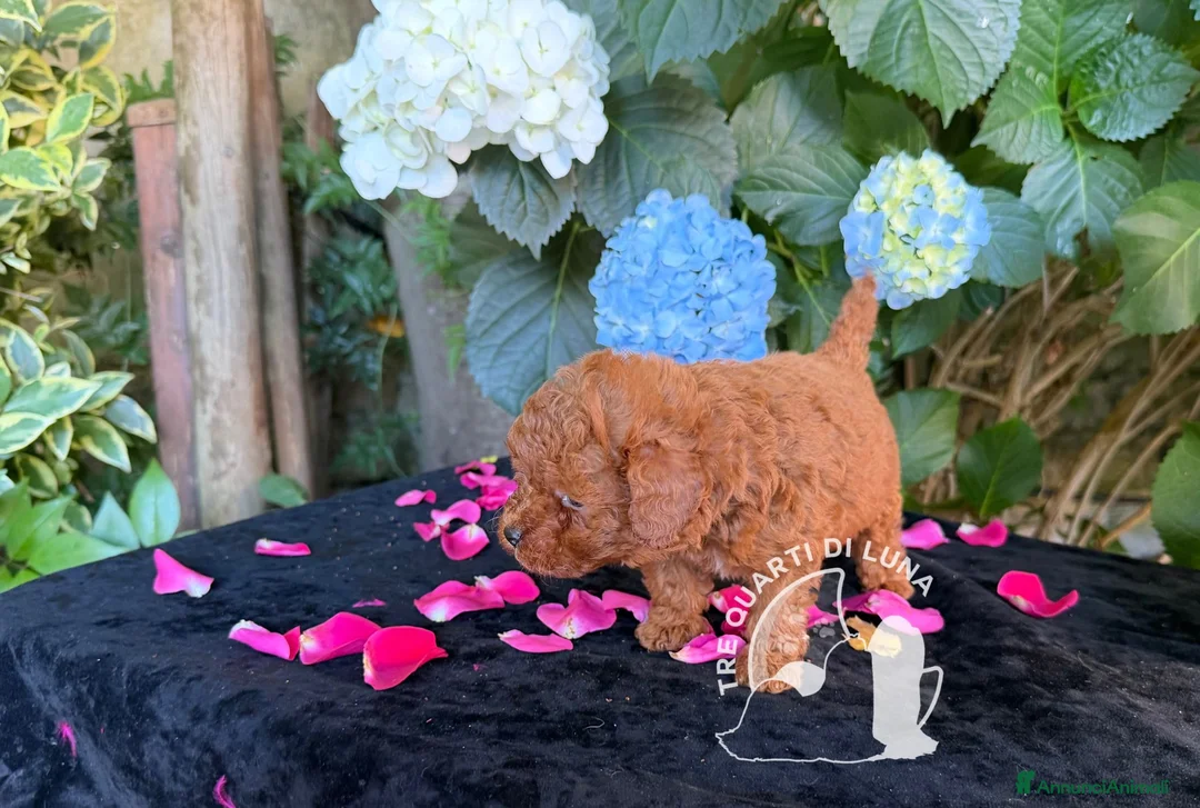 Barboncino Toy cani in vendita: Cuccioli Barboncino Toy - 2 Mesi - Annuncio 1