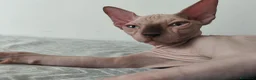 Sphynx gatti in vendita: Gatti Sphynx  - Annuncio 1