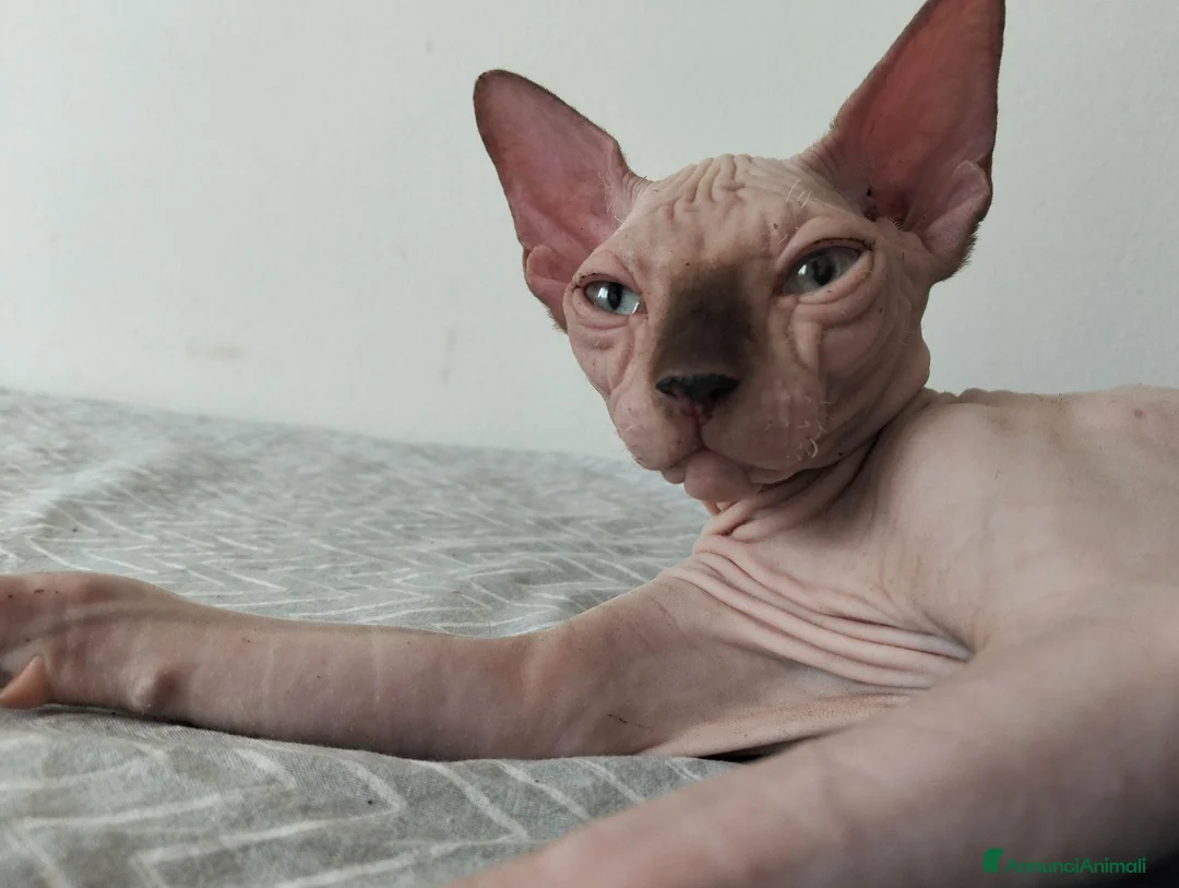 Sphynx gatti in vendita: Gatti Sphynx  - Annuncio 1