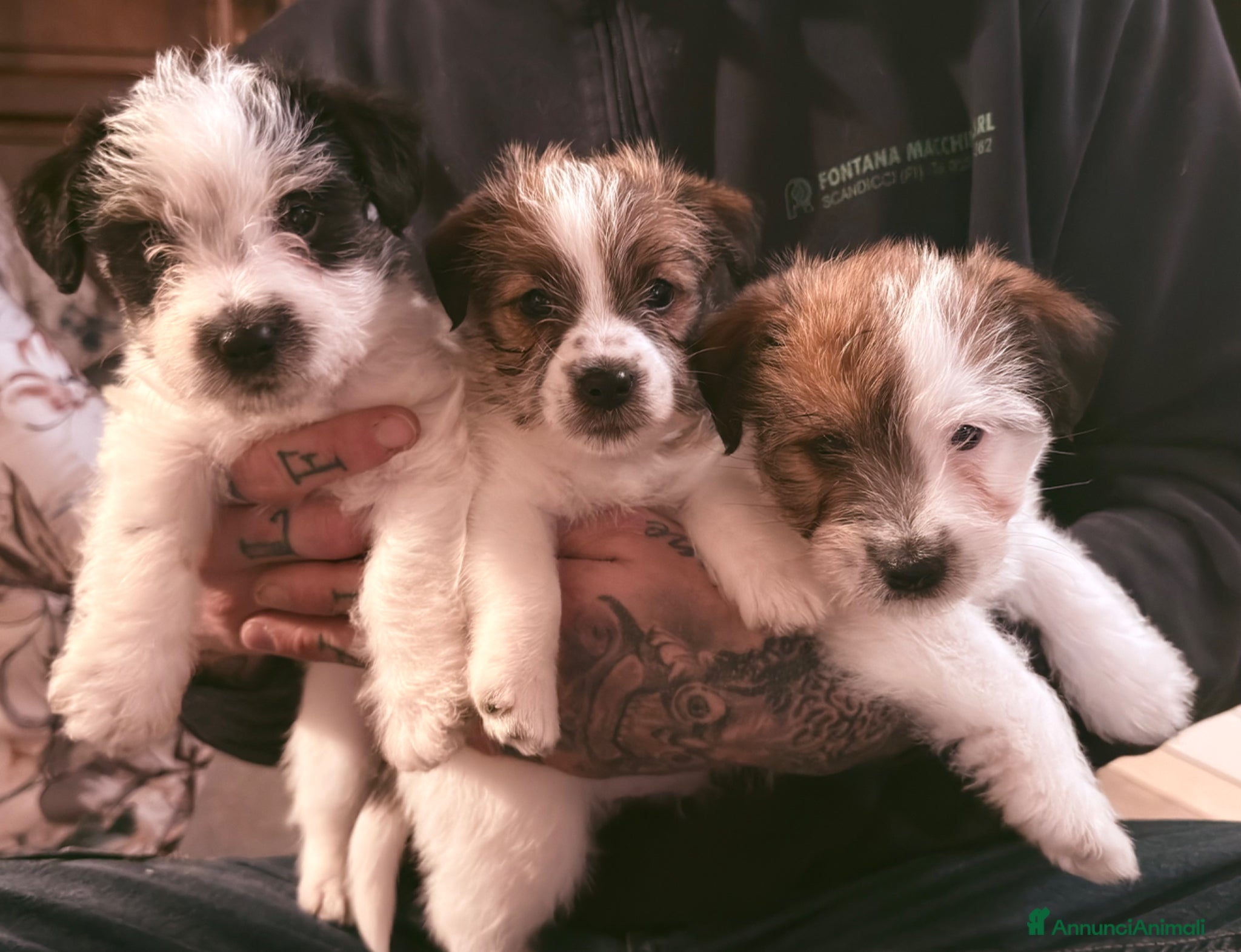 Jack Russell cani Maschi Disponibili per la prenotazione  - Annuncio 10