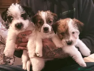 Jack Russell cani Maschi Disponibili per la prenotazione - Annuncio 10