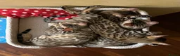Bengala gatti in vendita: Cuccioli Bengala Jangaleecats - Annuncio 10