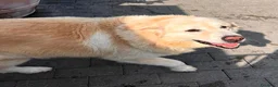 Meticcio cani in regalo: SALOMONE MAREMMANO - Annuncio 9