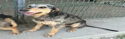 Segugio cani in regalo: Porthos 5 anni Taglia media  - Annuncio 3