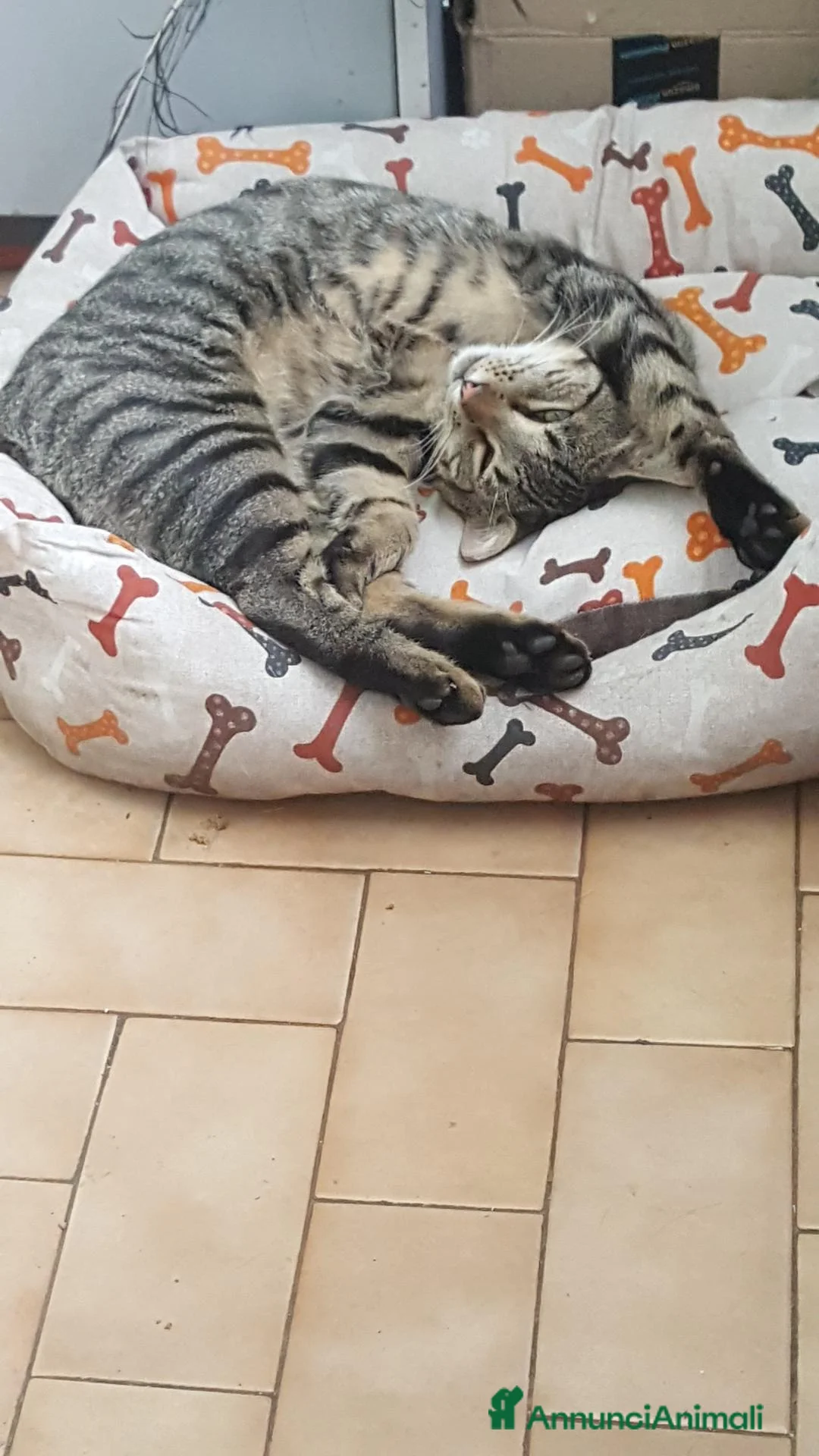 Meticcio gatti in regalo: pedro a Città Metropolitana di Torino - Annuncio 2