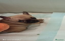 Bulldog Francese cani in vendita: CUCCIOLA DI BOULDOGUE FRANCESE  a Province of Pavia - Immagine 3