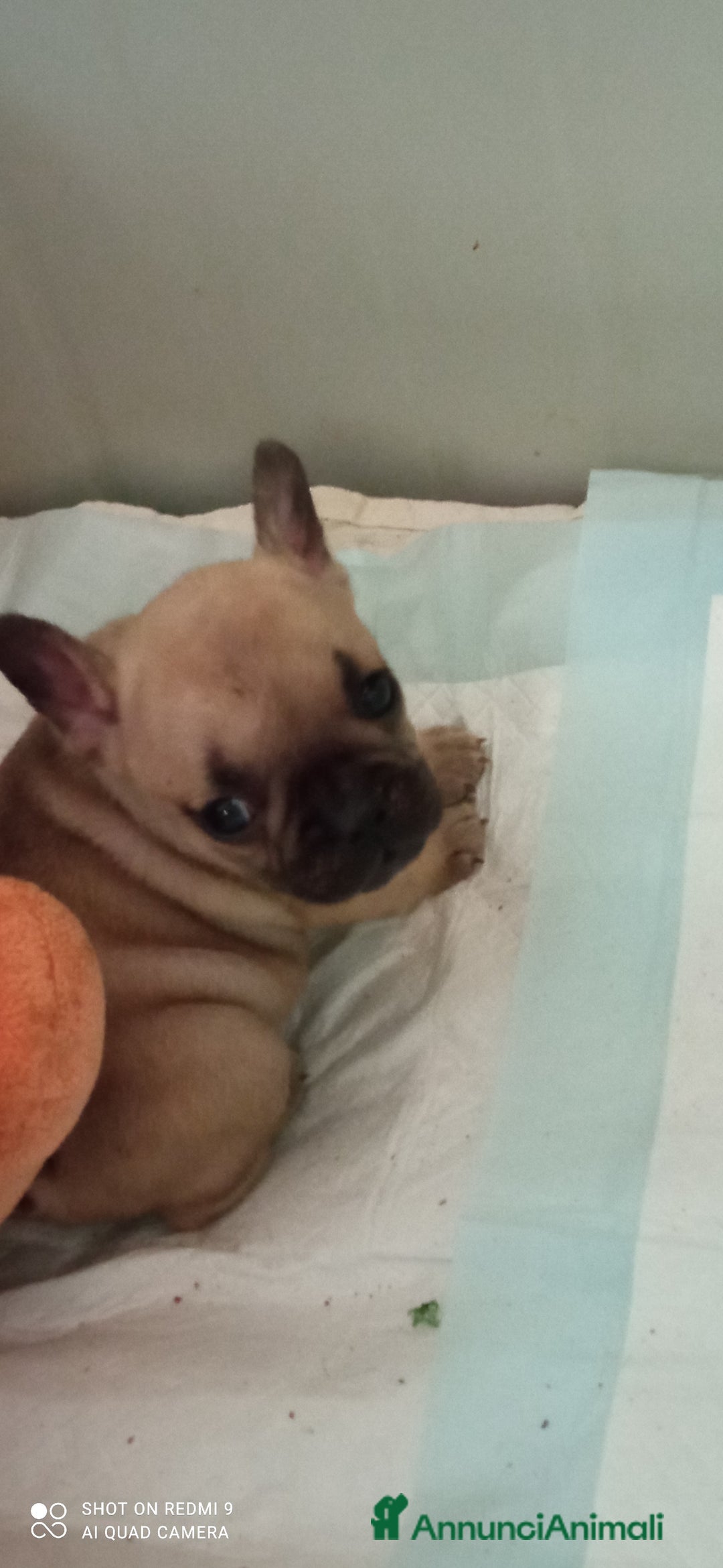 Bulldog Francese cani in vendita: CUCCIOLA DI BOULDOGUE FRANCESE  a Province of Pavia - Immagine 3