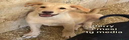 Meticcio cani in regalo: ADOTTA UN CUCCIOLO  a Provincia di Reggio Emilia - Annuncio 4