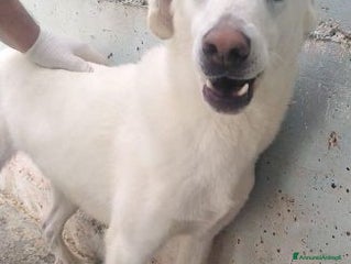 Meticcio cani RICCIO giovane dolcissimo e buono con tutti! Sud - Annuncio 6