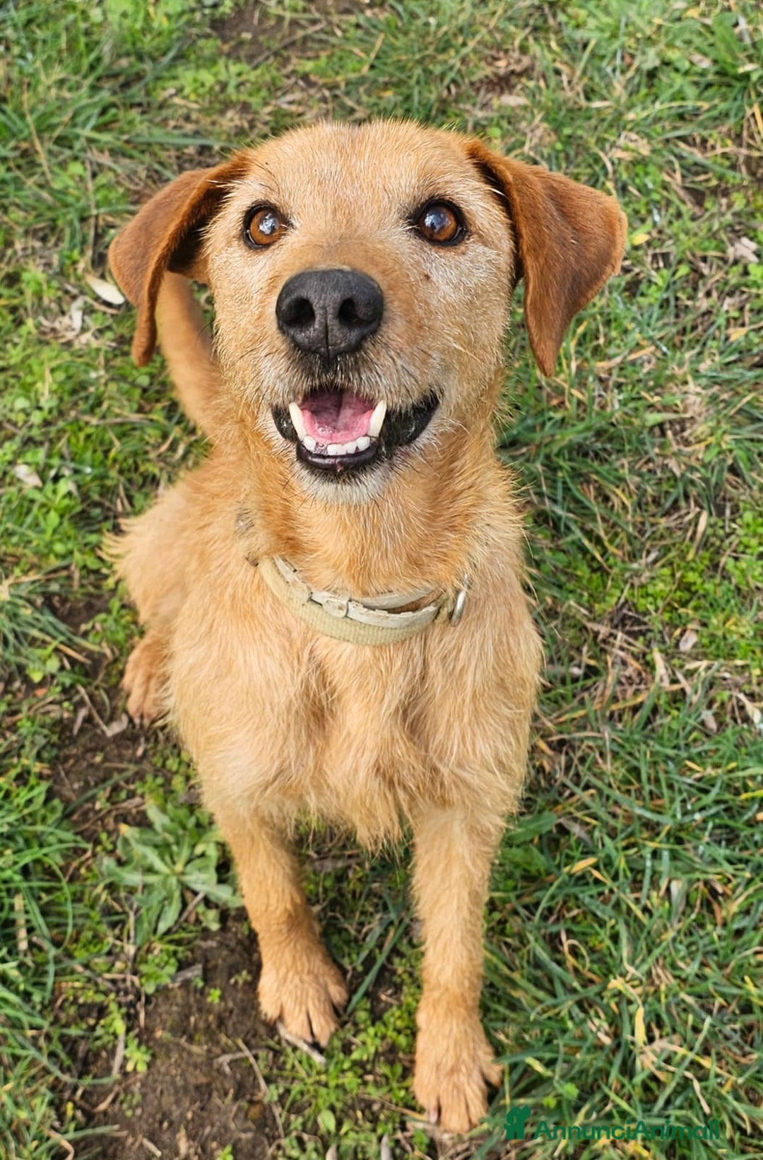 Meticcio cani in regalo: FRITZ MALGRADO TUTTO SORRIDE ANCORA, IN ADOZIONE - Annuncio 1