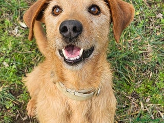 Meticcio cani FRITZ MALGRADO TUTTO SORRIDE ANCORA, IN ADOZIONE - Annuncio 1