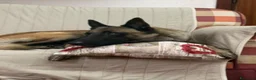 Pastore Belga cani per accoppiamento: Pastore belga malinois a Città Metropolitana di Torino - Annuncio 4