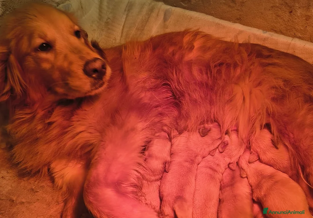 Golden Retriever cani in vendita: Cuccioli di golden - Annuncio 2