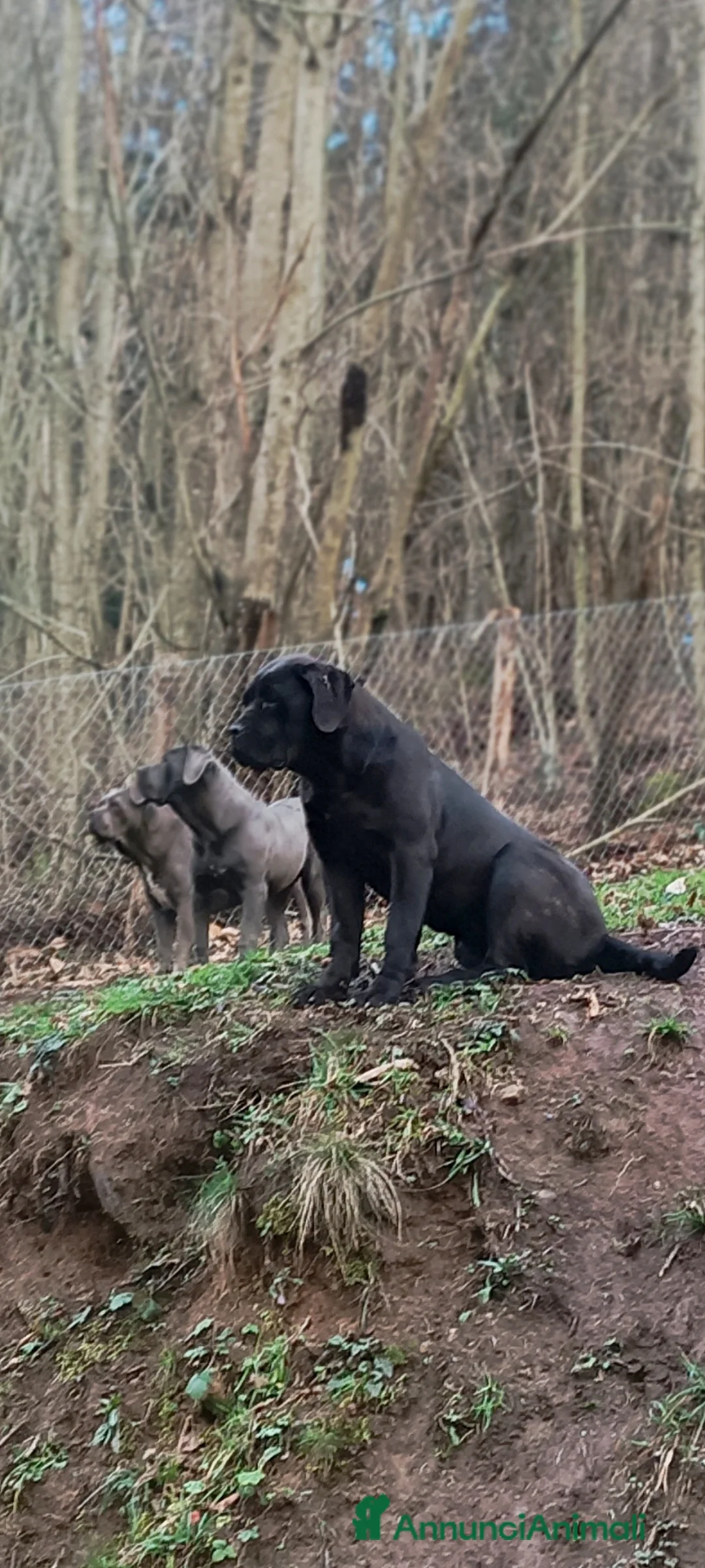 Cane Corso cani in vendita: Cane Corso a Provincia di Viterbo - Annuncio 1