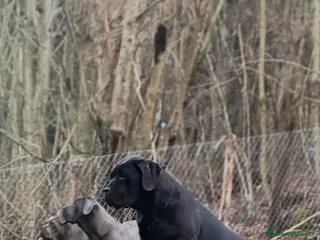 Cane Corso cani Cane Corso - Annuncio 16