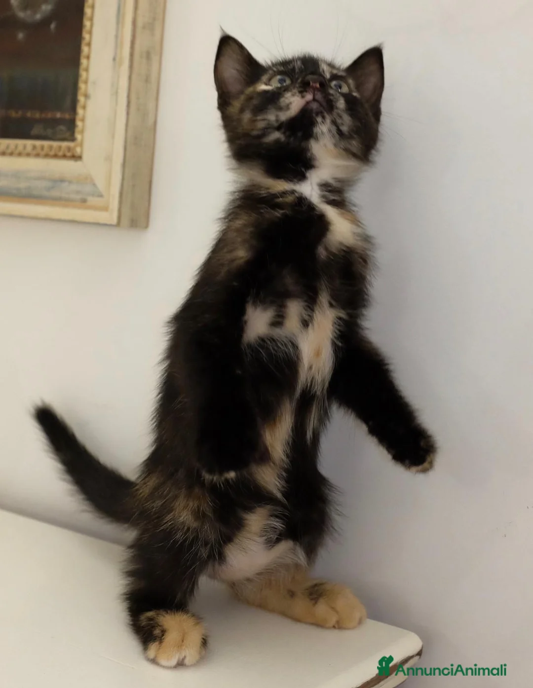 Meticcio gatti in regalo: GATTINA TRICOLORE  a Provincia di Crotone - Annuncio 7