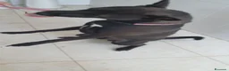 Pinscher Tedesco cani in regalo: Blake, pinscher Tedesco Mix in Canile a Catania - Annuncio 4