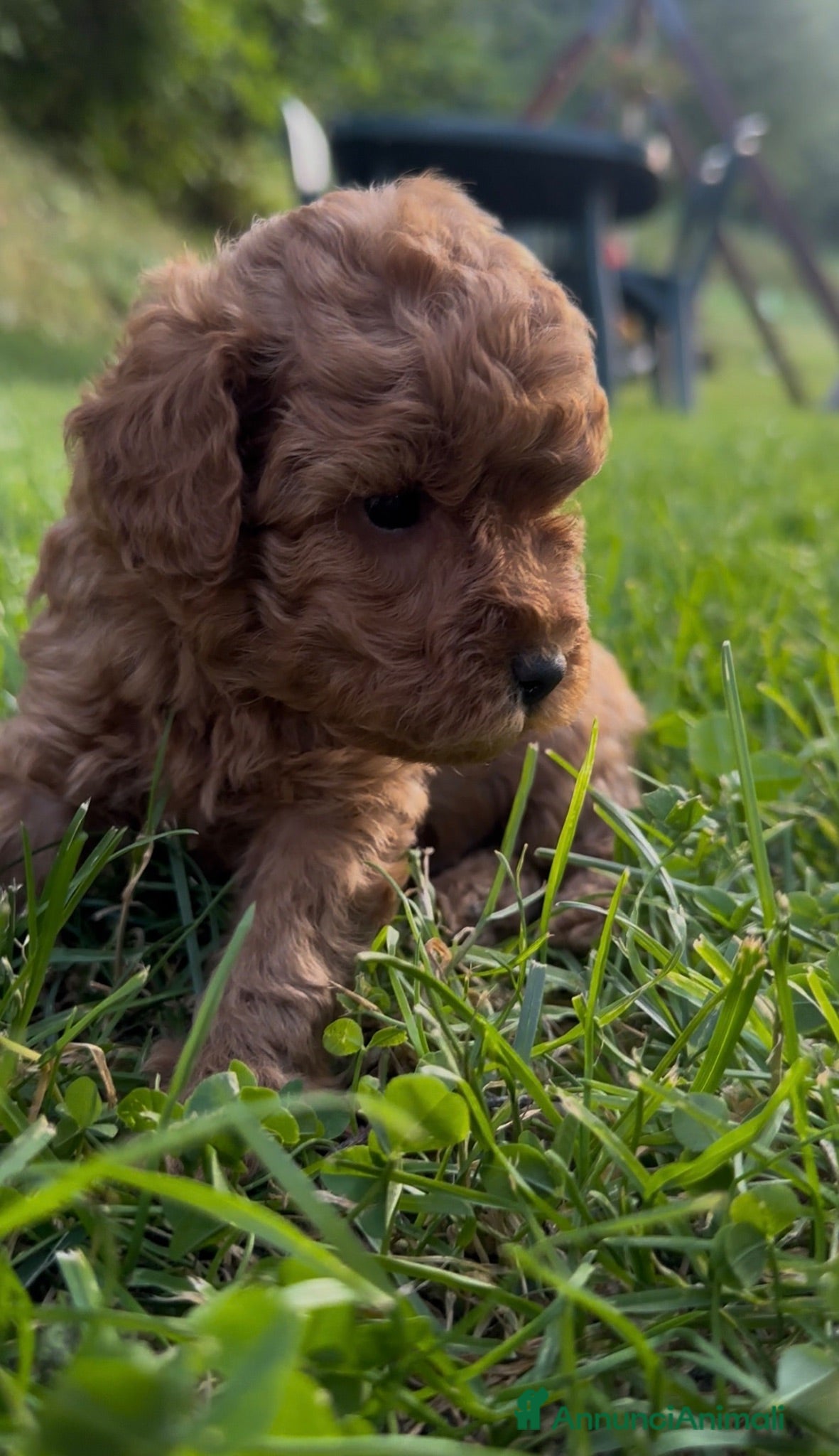 Barboncino cani Barboncini stupendi 🧸🥰😍 - Annuncio 14