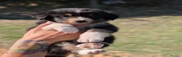 Australian Shepherd cani in vendita: Cuccioli pastore australiano - Annuncio 7