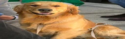 Golden Retriever cani in vendita: Cuccioli di golden Retriever  - Annuncio 23