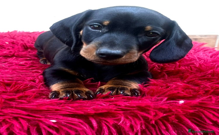 Bassotto cani a Città metropolitana di Roma Capitale - Annuncio 4