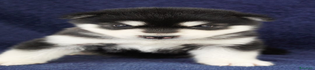 Alaskan Malamute Cucciolo 6