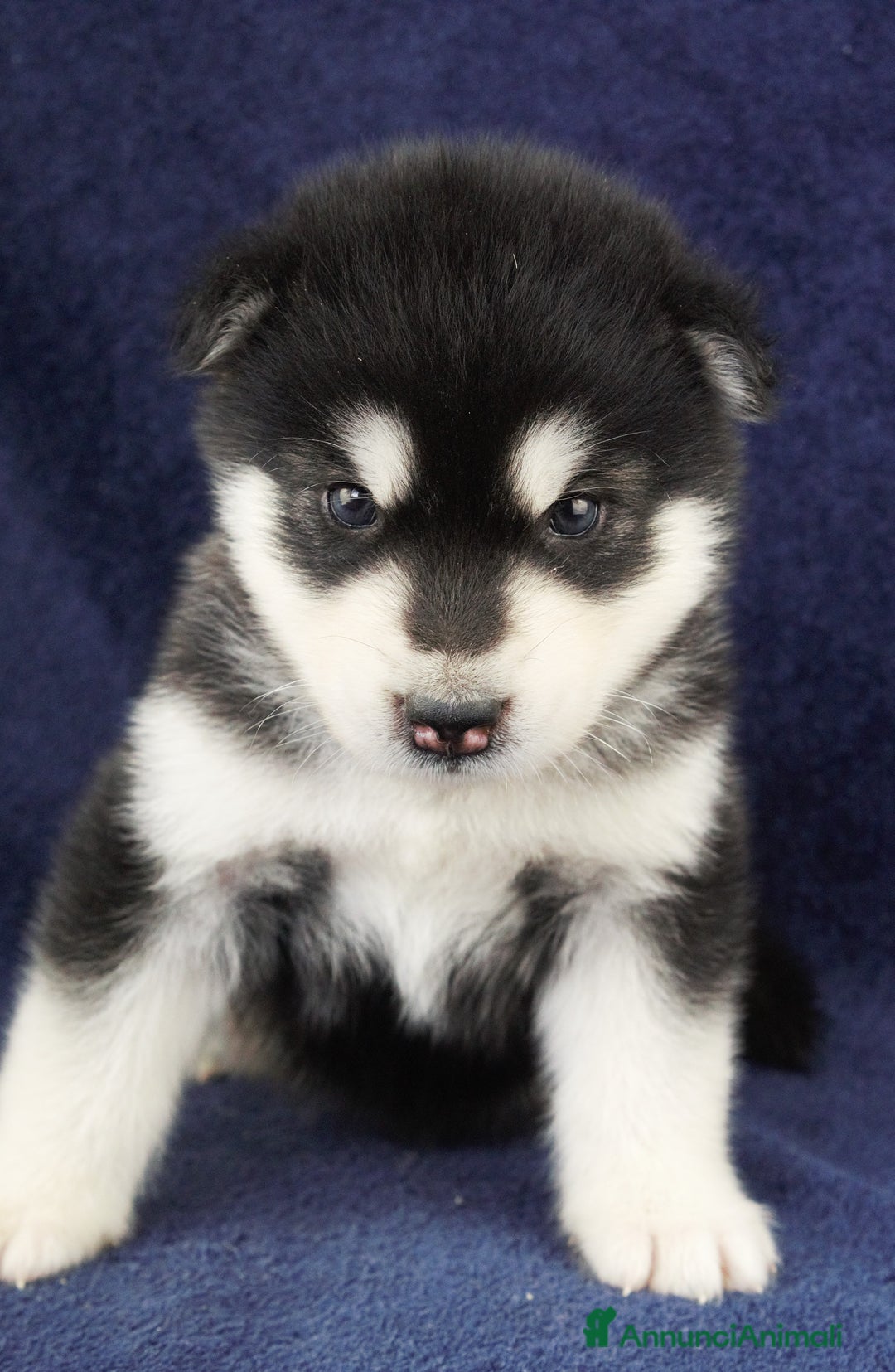 Alaskan Malamute cani in vendita: Cuccioli di alaskan malamute a Provincia di Padova - Immagine 7