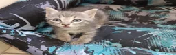 Altre razze gatti in vendita: Gattino (Padre Certosino) - Annuncio 13