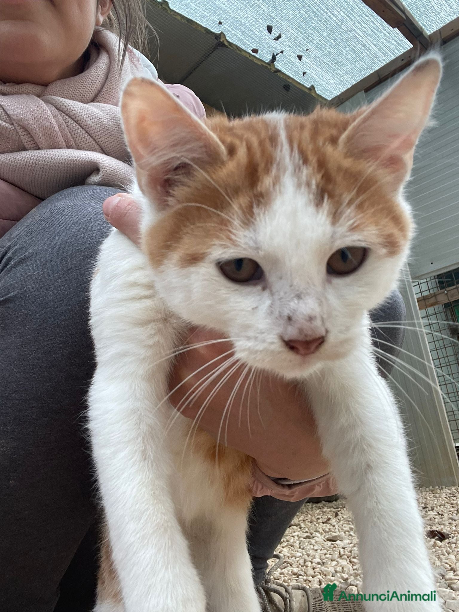 Meticcio gatti IL TENERISSIMO POOH - Annuncio 12