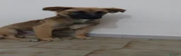 Meticcio cani in regalo: Gerry, simil pastorino! (6 mes)  - Annuncio 3