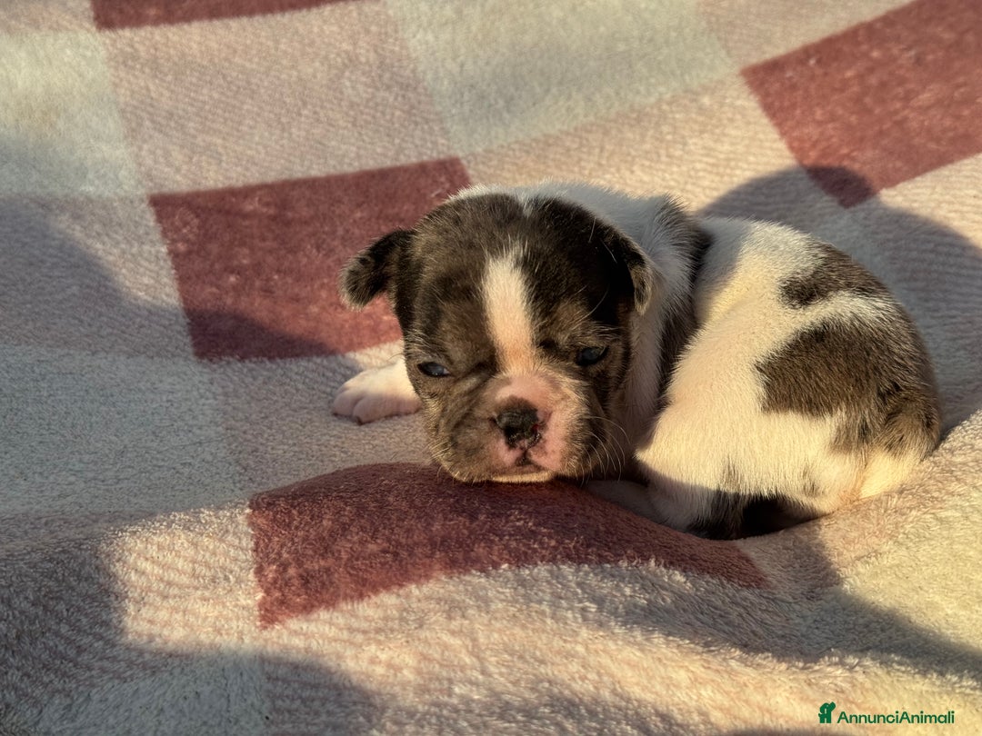 Bulldog Francese cani in vendita: Bulldog francese cuccioli - Annuncio 9