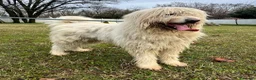 Meticcio cani in regalo: BELLE BELLISSIMO CERCA CASA - Annuncio 14