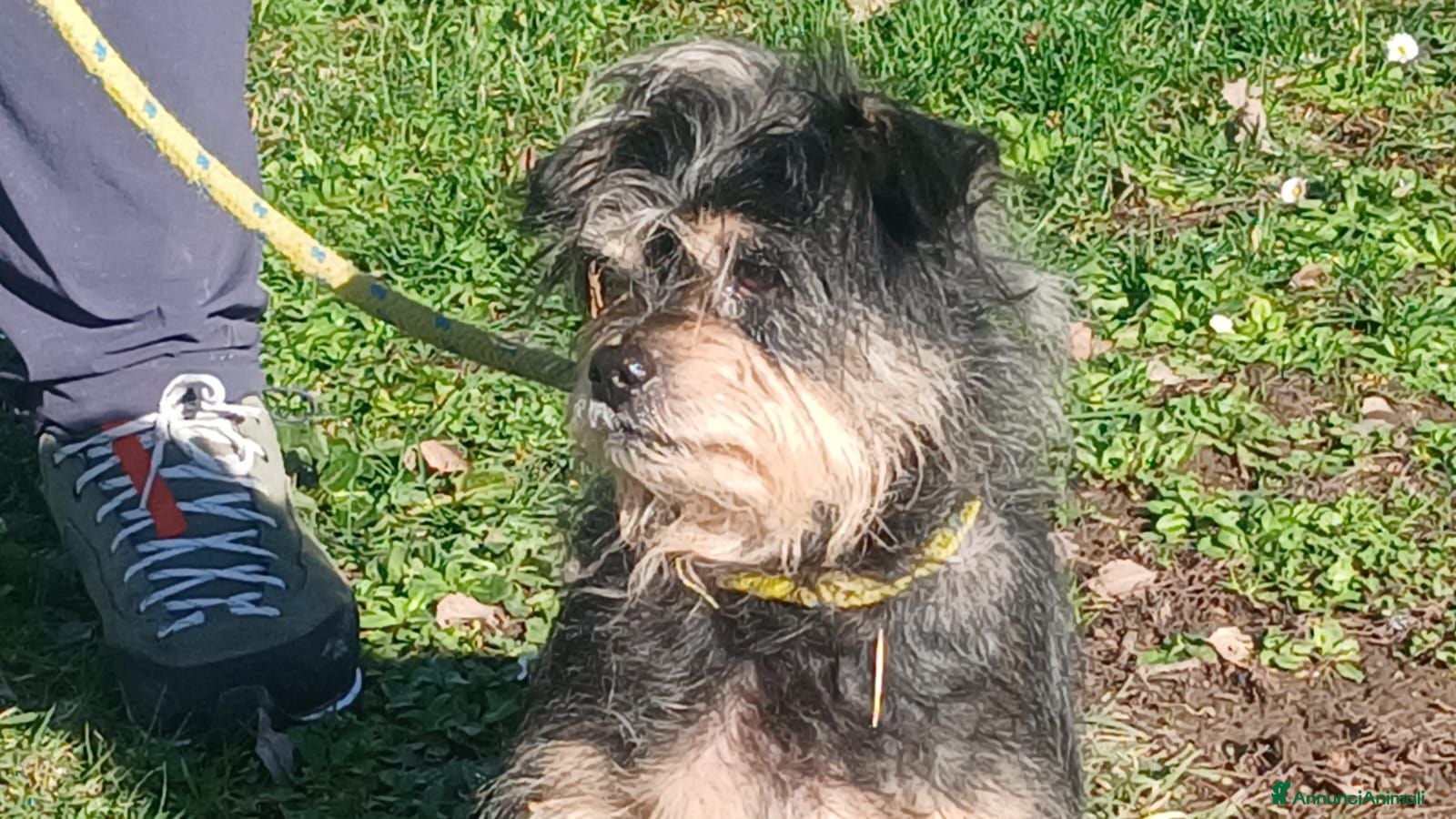Meticcio cani NONNO NINO HA BISOGNO DEL TUO AIUTO - Annuncio 12