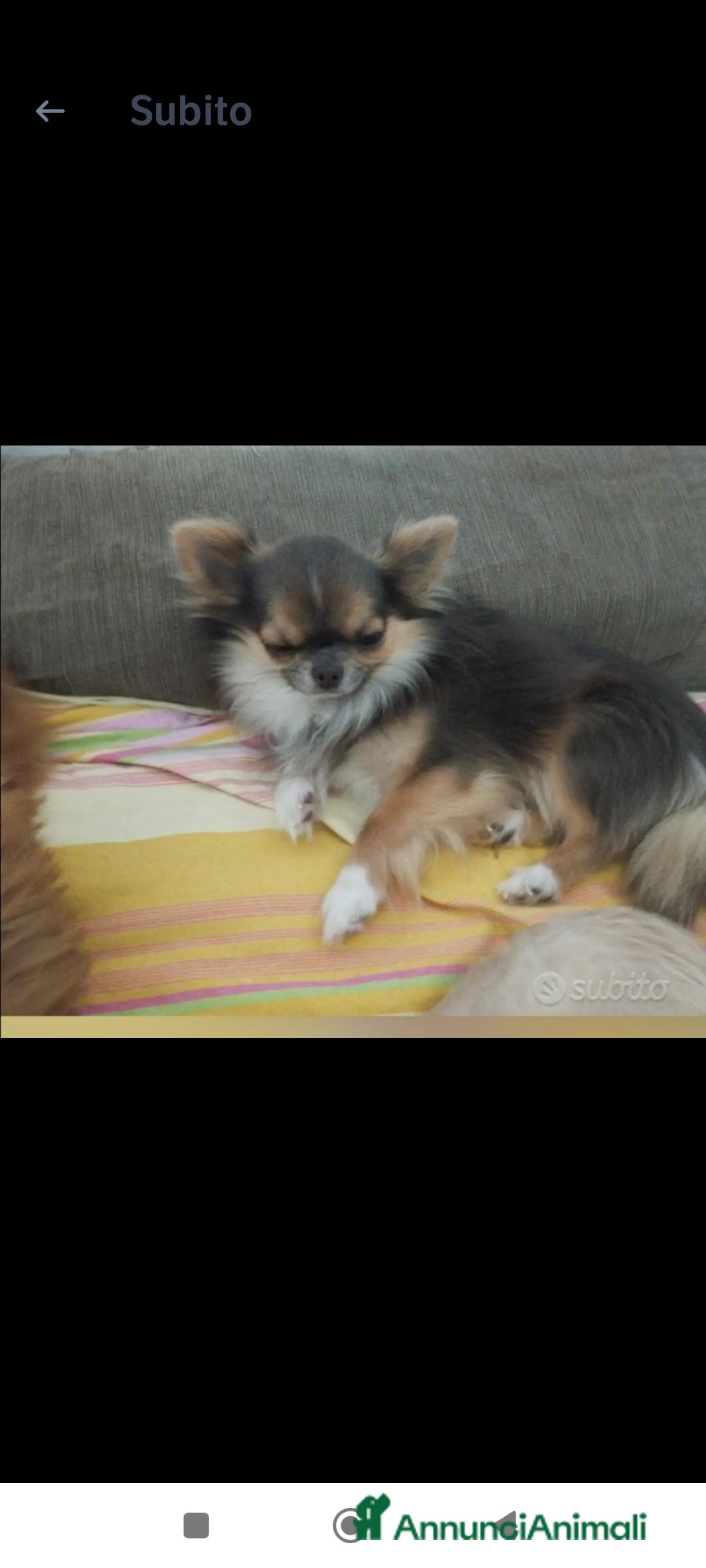 Chihuahua cani in vendita: Chihuahua  a Provincia di Ferrara - Immagine 2