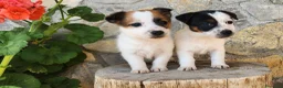 Jack Russell cani in vendita: Cuccioli di Jack Russell Terrier  a Città metropolitana di Palermo - Annuncio 11