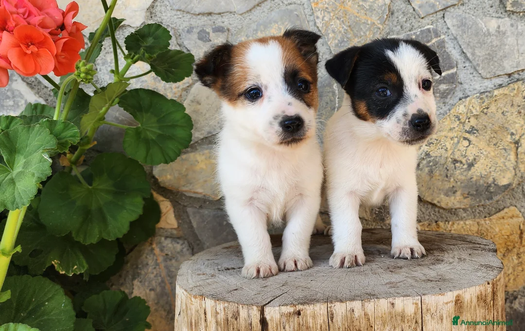 Jack Russell cani in vendita: Cuccioli di Jack Russell Terrier  a Città metropolitana di Palermo - Annuncio 11