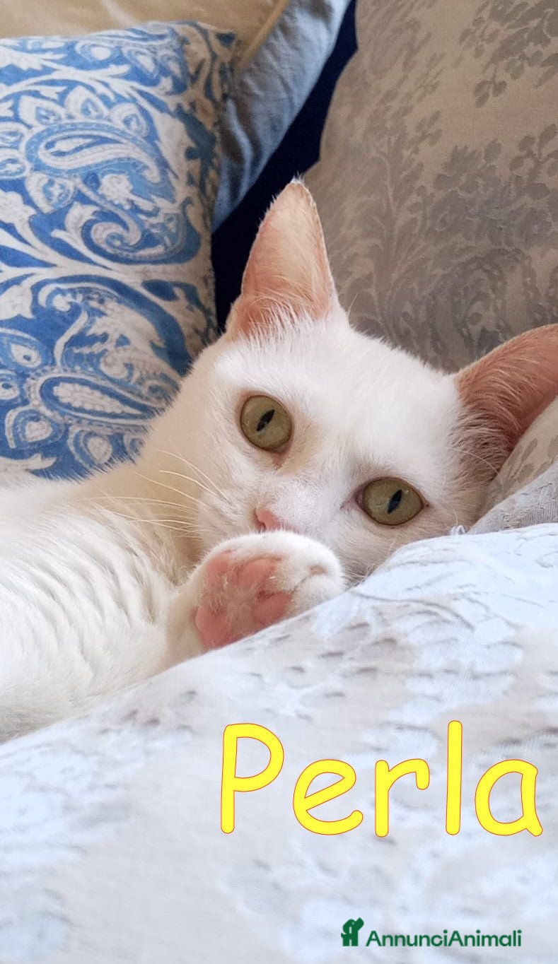 Europeo gatti PERLA GATTINA BIANCA DOLCISSIMA - Annuncio 19