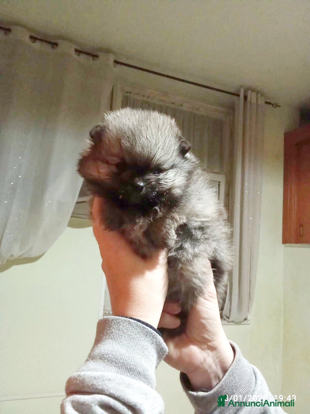 Volpino Pomerania cani in vendita: Pomerania  - Annuncio 4