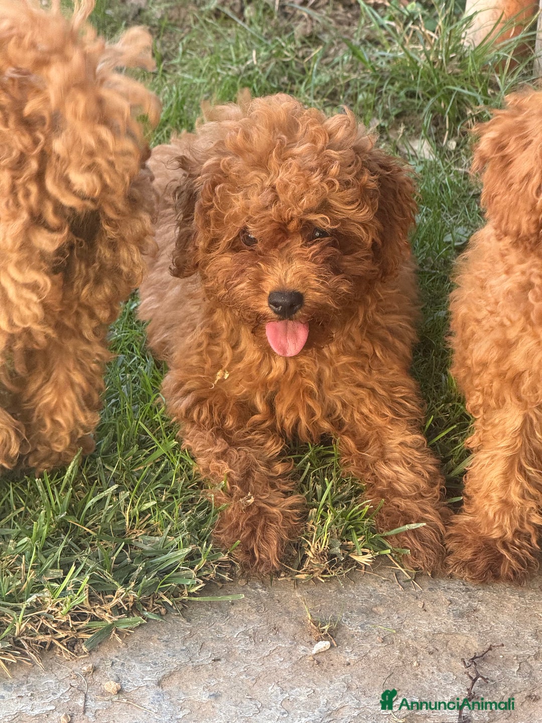 Barboncino cani in vendita: Cuccioli di barboncino con pedigree Enci  - Annuncio 4
