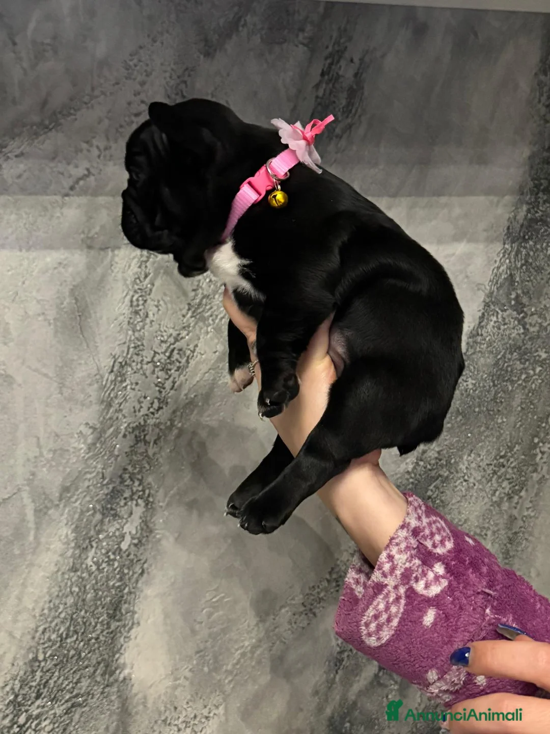 Bulldog Francese cani in vendita: Ultime 2 Bulldog Francesi  - Annuncio 6